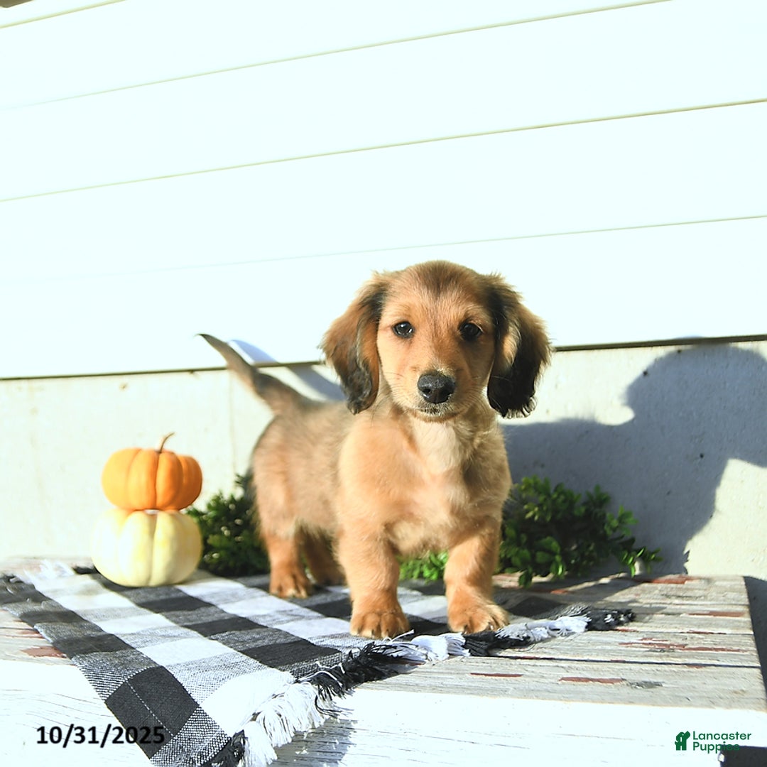 Miniature Dachshund dogs for sale: Clifford - Ad 4