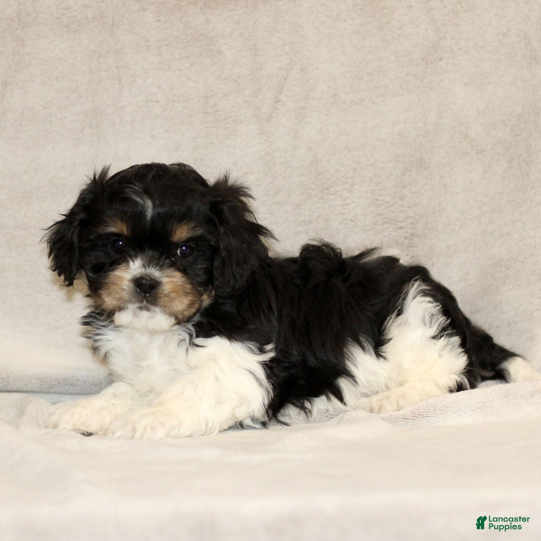 Cavachon dogs for sale: Rex  - Ad 3