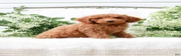 Mini Goldendoodle dogs for sale: Levi - Ad 3