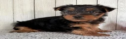 Yorkshire Terrier dogs for sale: Axel - Ad 3