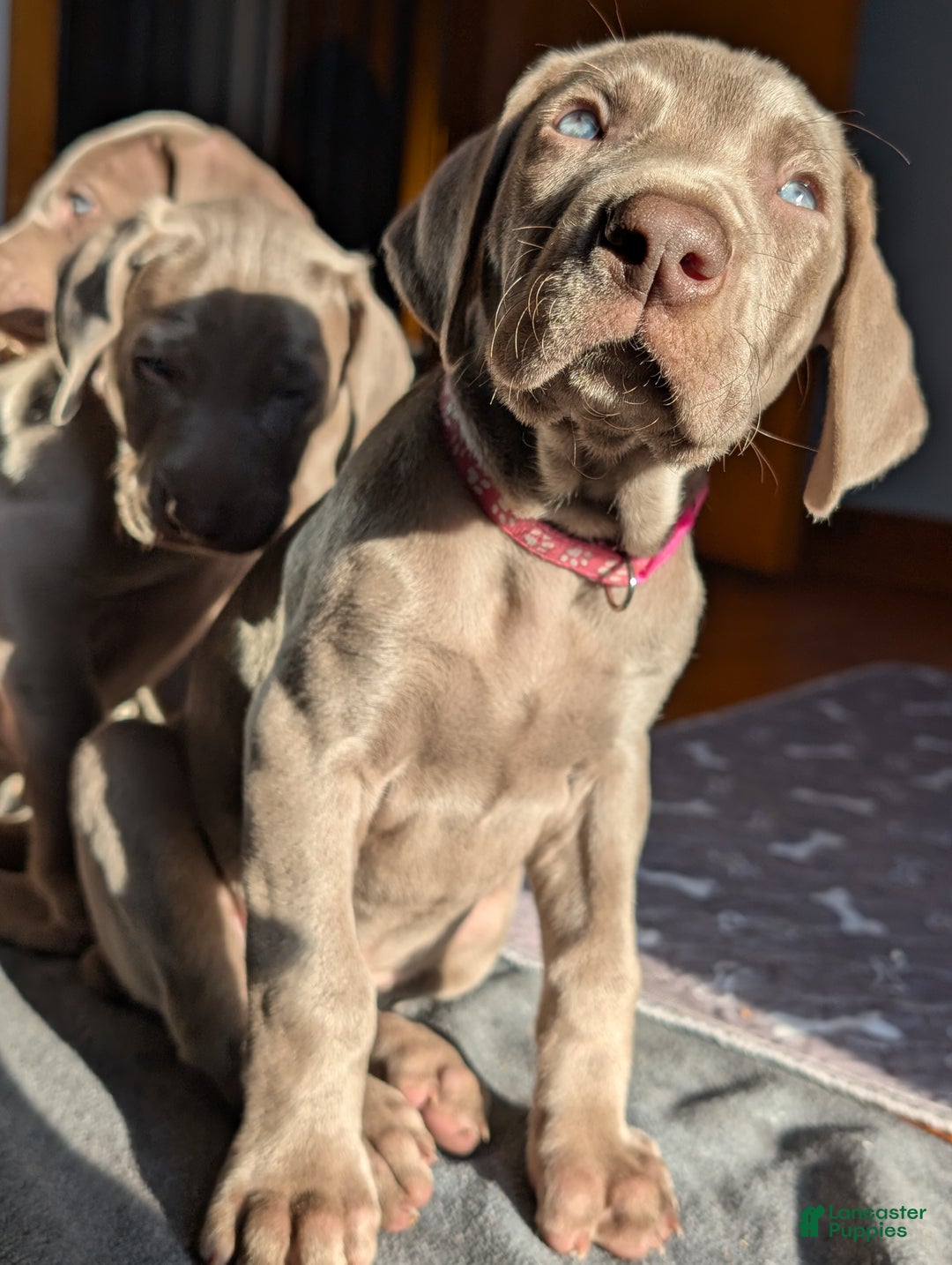 Weimaraner dogs for sale: Vega - Ad 2