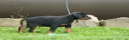 Doberman Pinscher dogs for sale:  Diesel (Black Rust)🐶🤎✨ - Ad 12