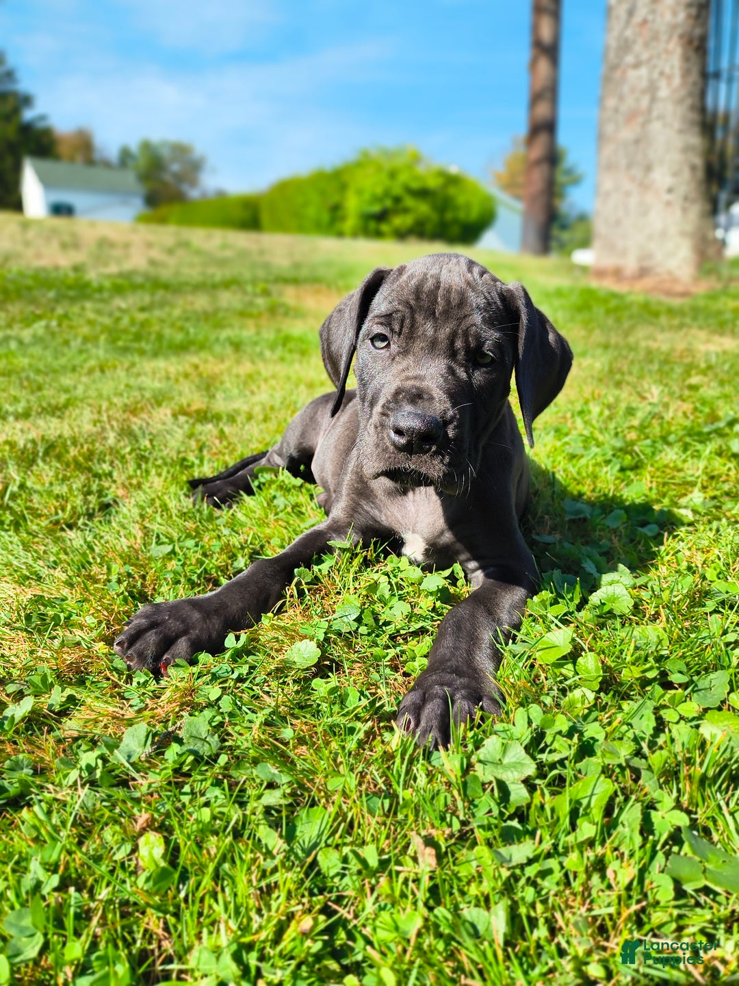 Great Dane Puppy for sale in Forest City Lancaster Puppies - Main Image