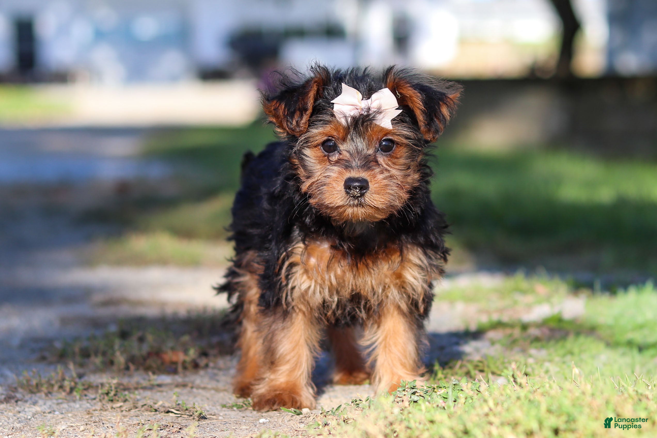Yorkiepoo dogs Poppy - Ad 2