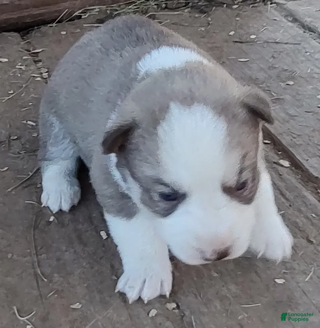 Siberian Husky dogs for sale: Siberian Husky Puppy 7 - Ad 8