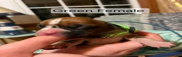 Boxer dogs for sale: Green Female - Ad 1