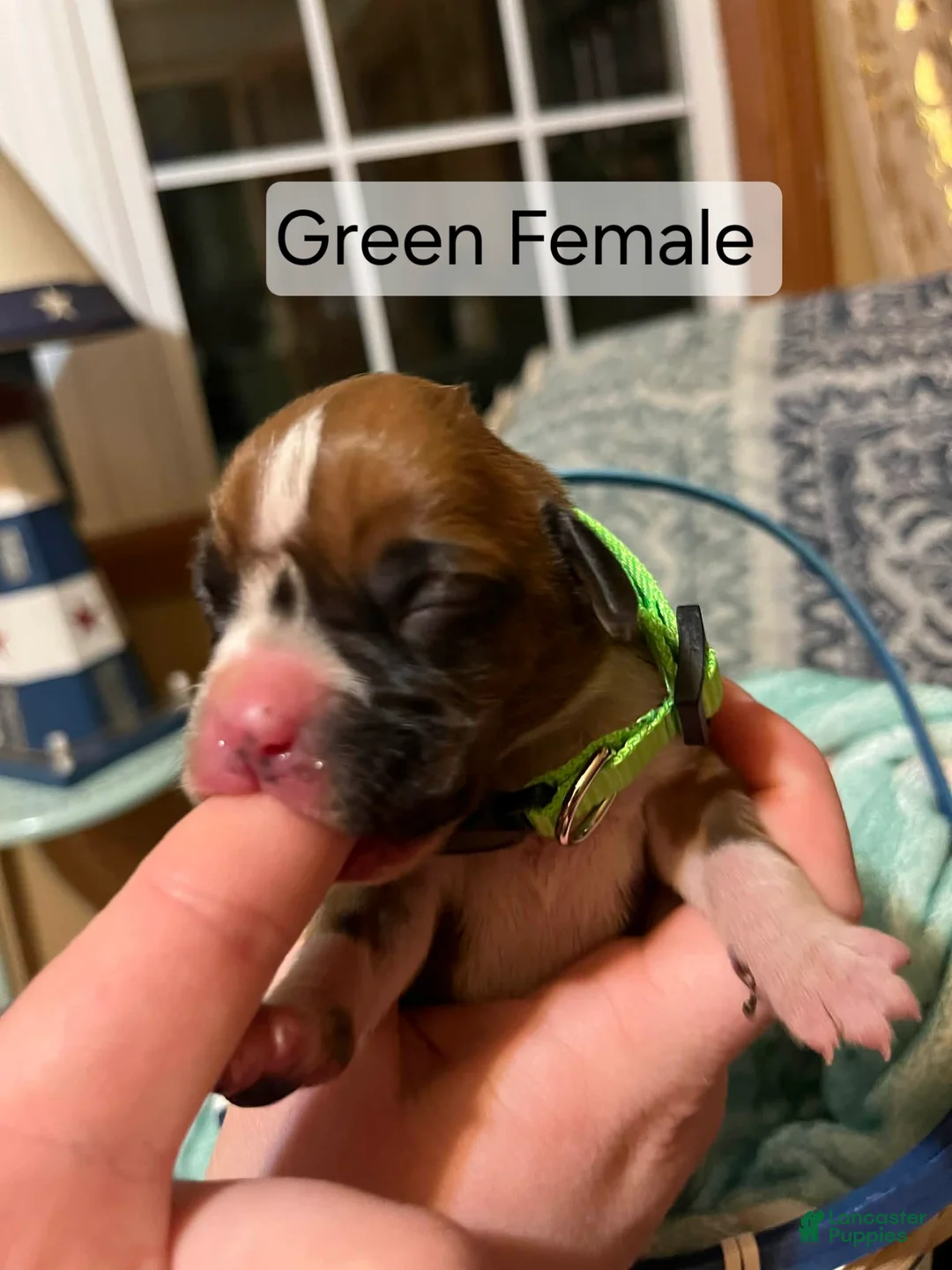 Boxer dogs for sale: Green Female - Ad 1