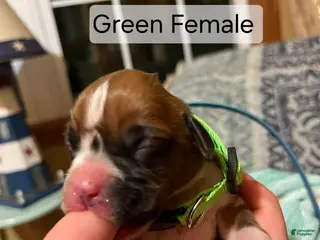 Boxer dogs Green Female - Ad 11