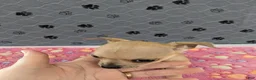 Chihuahua dogs for sale: Arrow - Ad 2