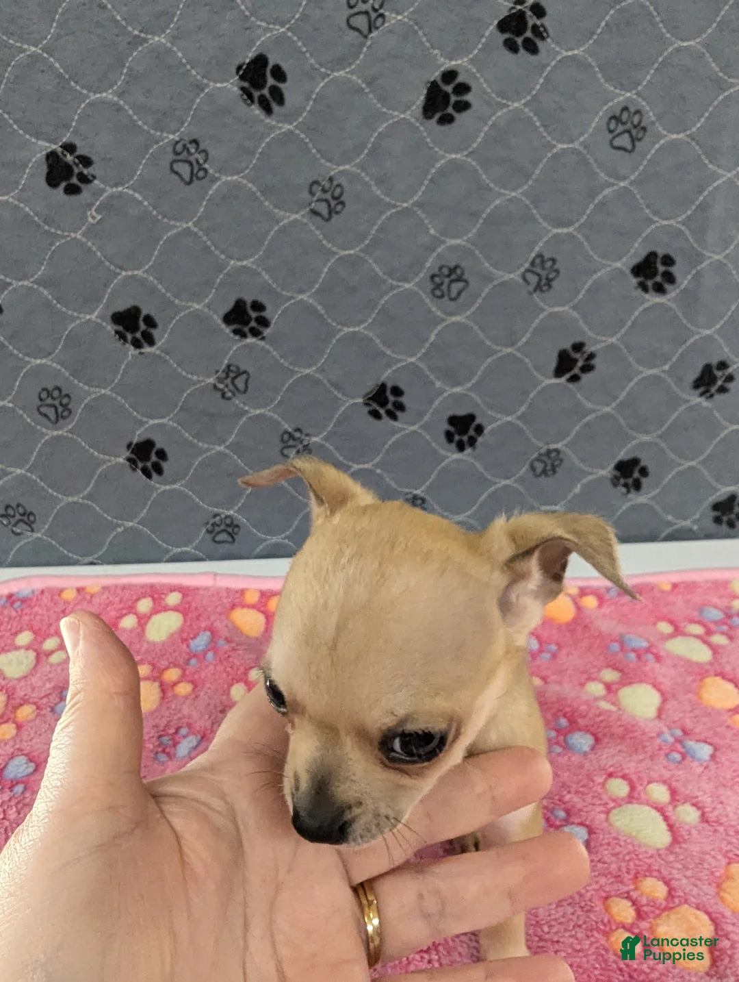 Chihuahua dogs for sale: Arrow - Ad 2