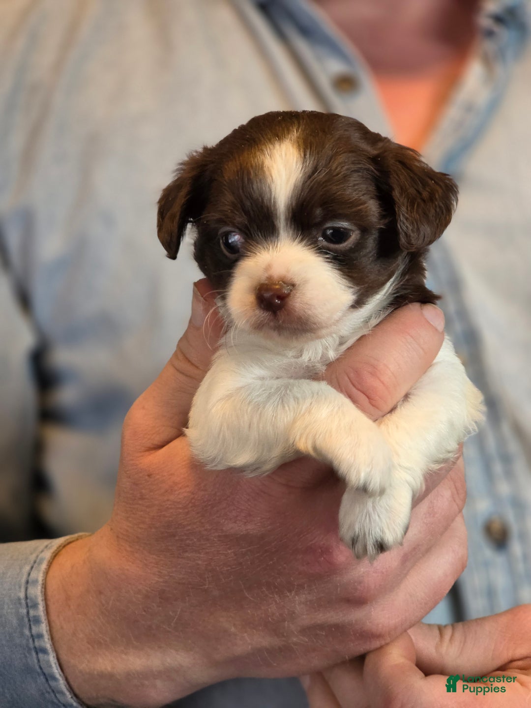 Chihuahua dogs for sale: Monterrey  - Ad 2