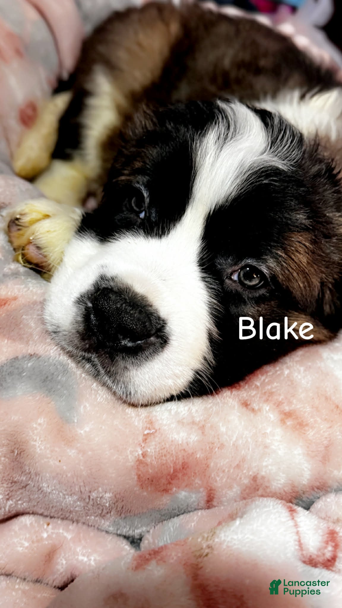 Saint Bernard dogs Blake  - Ad 1