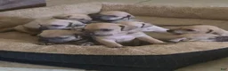Black Mouth Cur dogs for sale: Black Mouth Cur - Ad 7