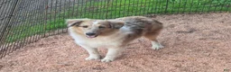 Shetland Sheepdog dogs for sale: Shetland Sheepdog 1 - Ad 3