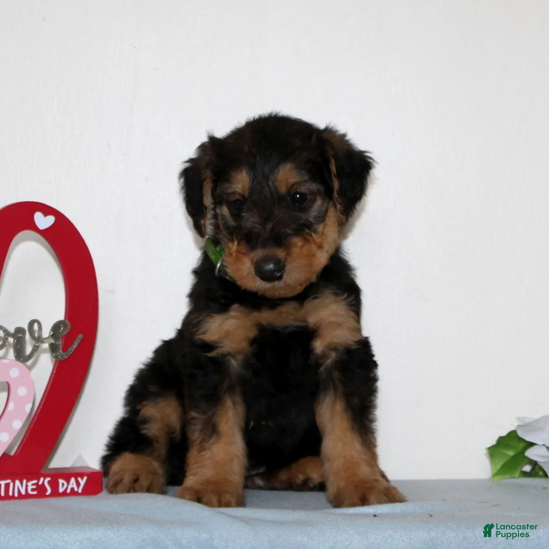 Airedale Terrier dogs for sale: Sparkles  - Ad 3