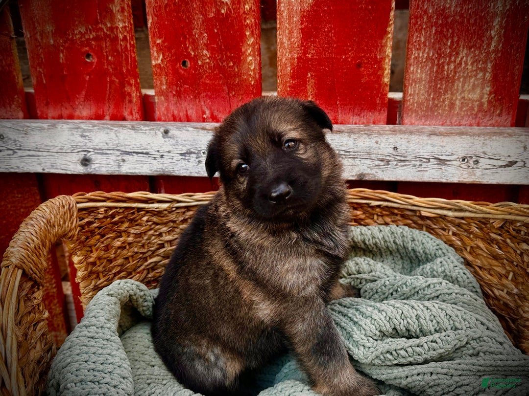 German Shepherd dogs for sale: ZARA - Ad 5