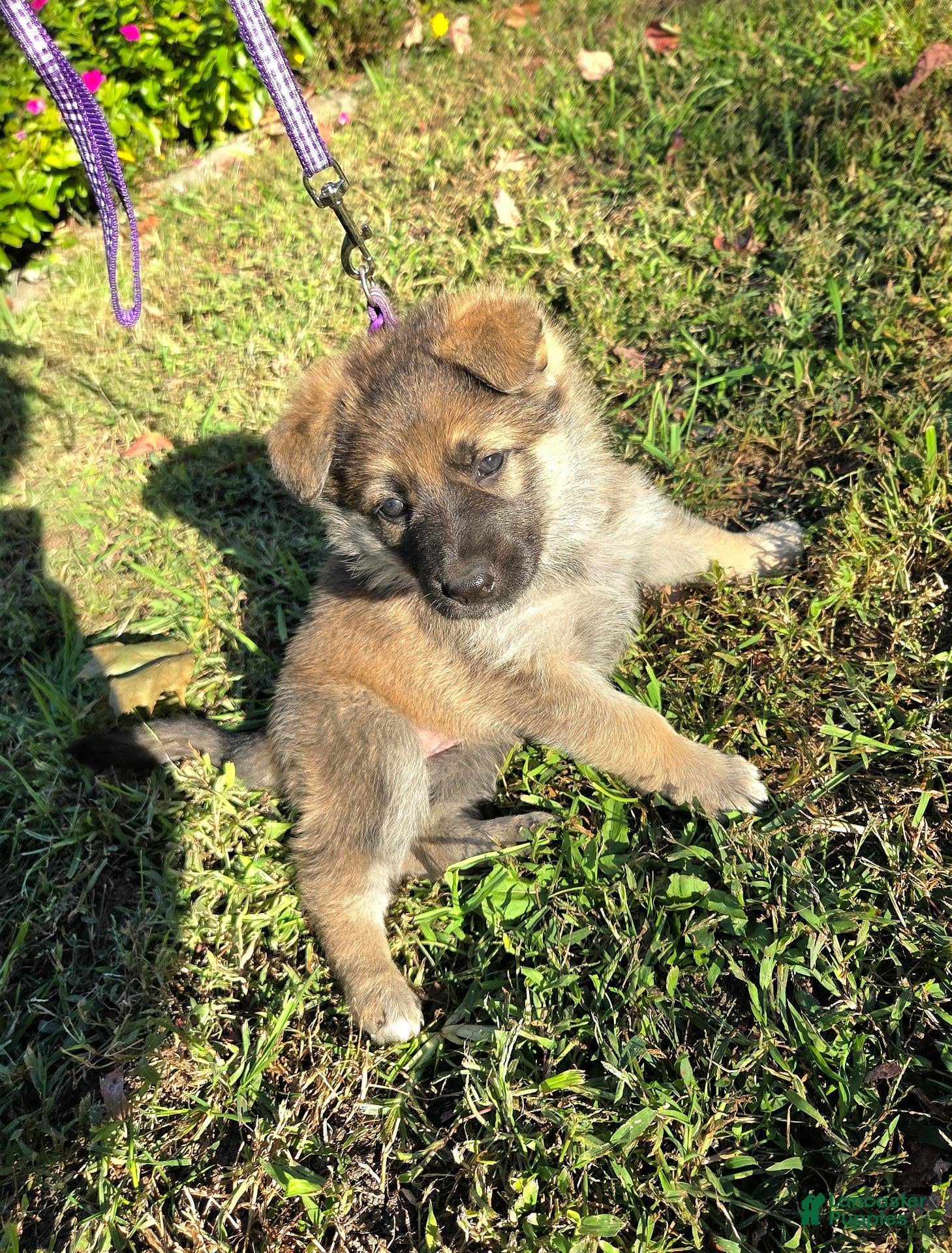 German Shepherd dogs for sale: Jolly - Ad 1