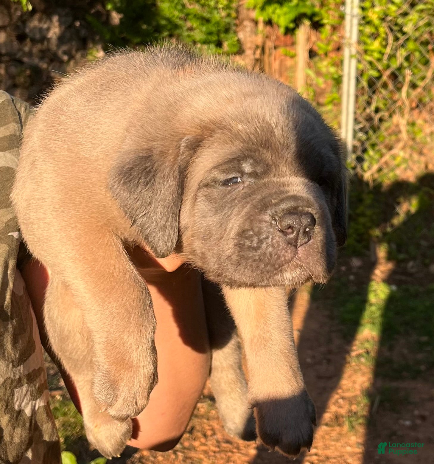 Cane Corso dogs Red collar - Ad 2