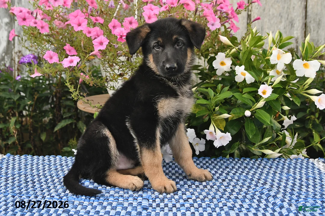 German Shepherd dogs for sale: Kaiser - Ad 1