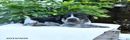 Mixed Breed dogs for sale: Brewster - Ad 5