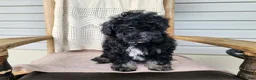Mini Bernedoodle dogs for sale: Mia - Ad 15