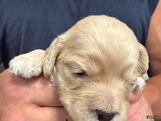 Cockapoo dogs - Ad 3