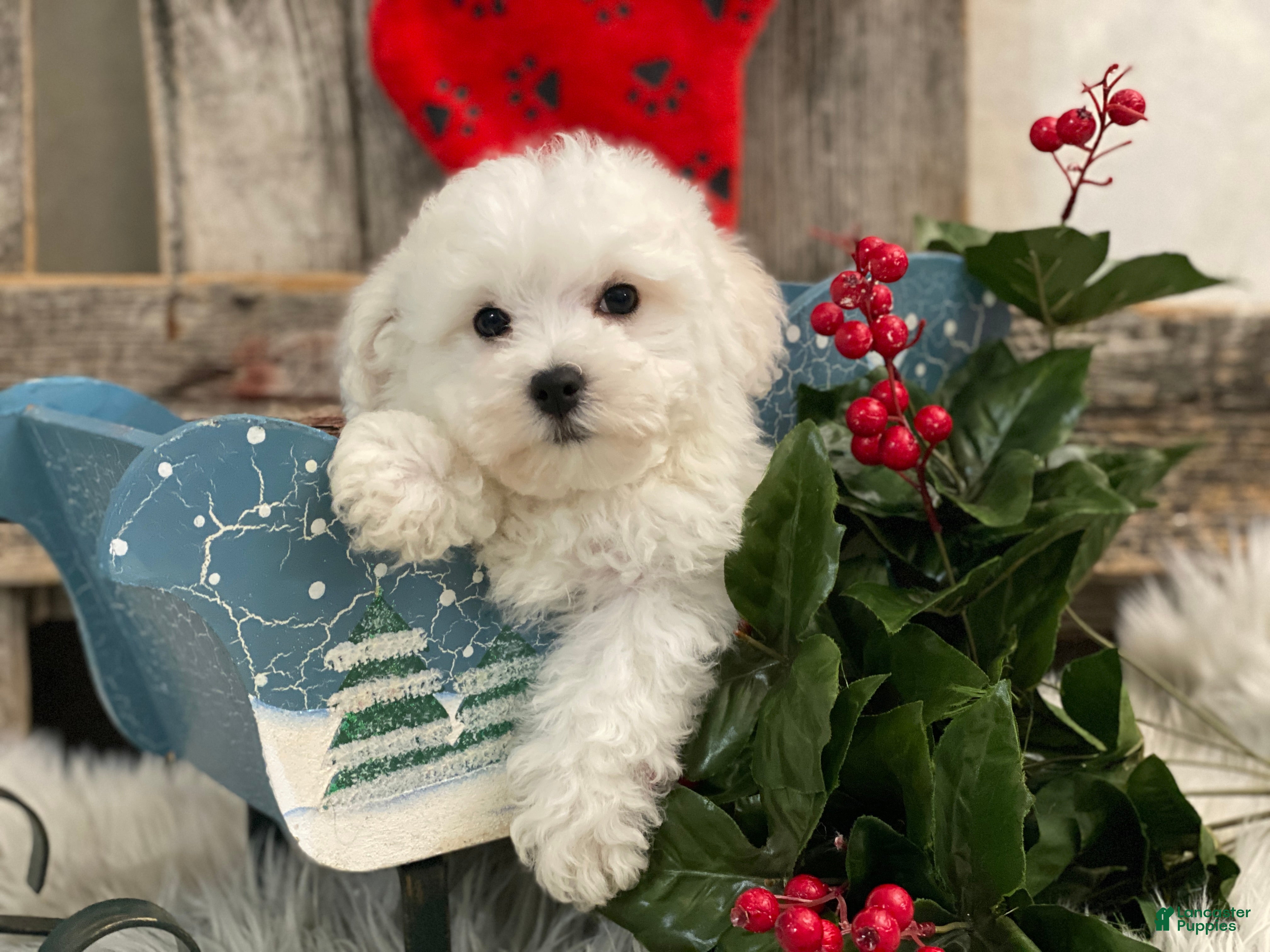 Bichon Frise dogs Ellis - Ad 2