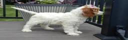 Mini Goldendoodle dogs for sale: Princess-MEDIUM - Ad 4
