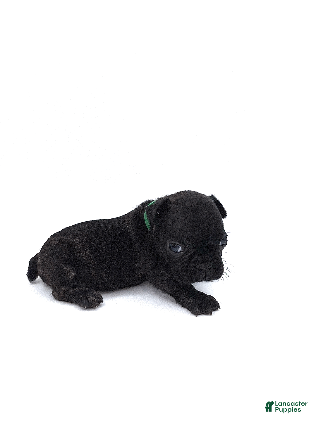 French Bulldog dogs for sale: French Bulldog Puppy 2 - Ad 2