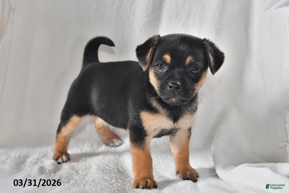 Mixed Breed dogs Izzy - Ad 2