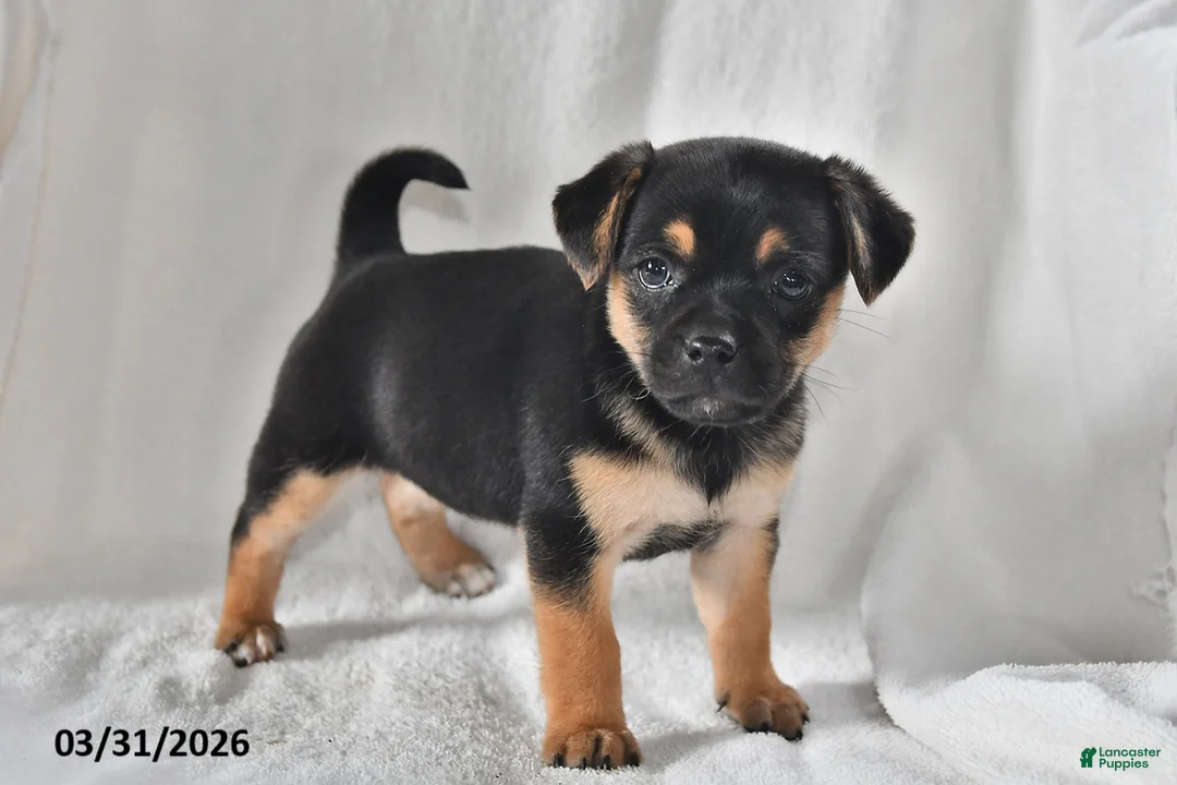 Mixed Breed dogs for sale: Izzy - Ad 2