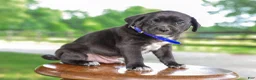 Mixed Breed dogs for sale: Yaden Jug Puppy  - Ad 4