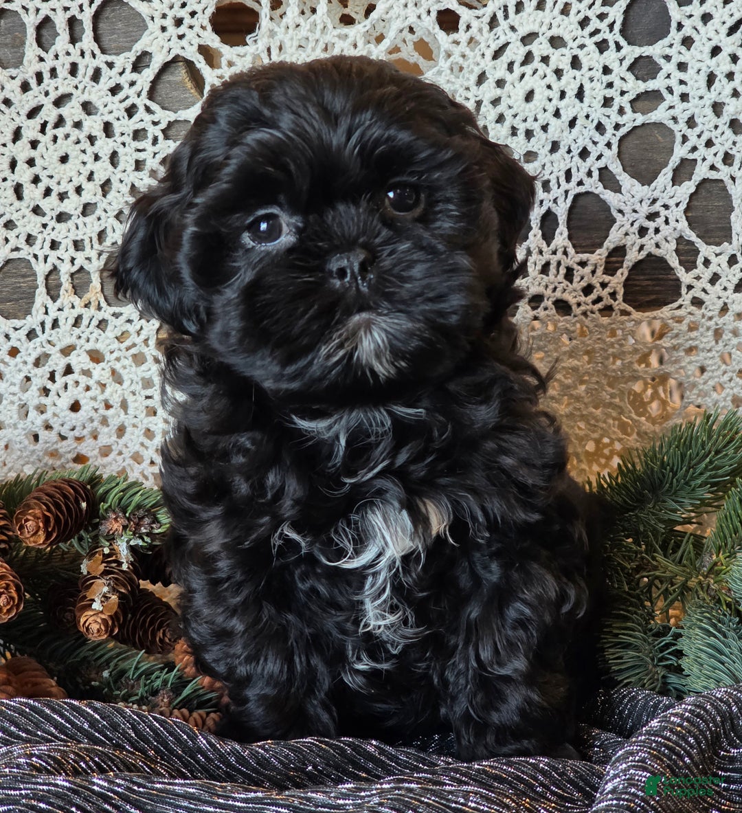 Shihpoo dogs for sale: Johnny - Ad 3