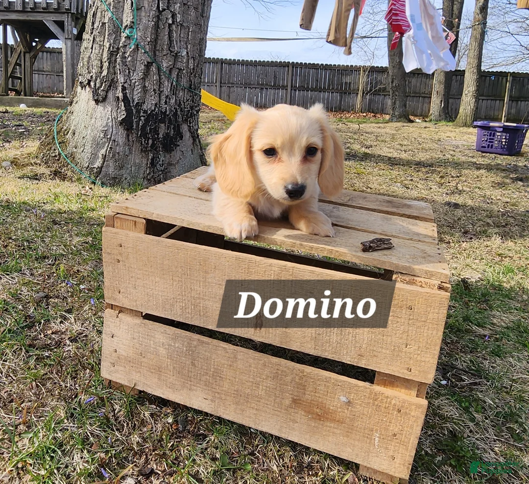 Miniature Dachshund dogs for sale: Domino - Ad 1