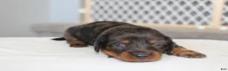 Miniature Dachshund dogs for sale: Rylie - Ad 4