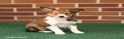 Shetland Sheepdog dogs for sale: Hazel - Ad 2