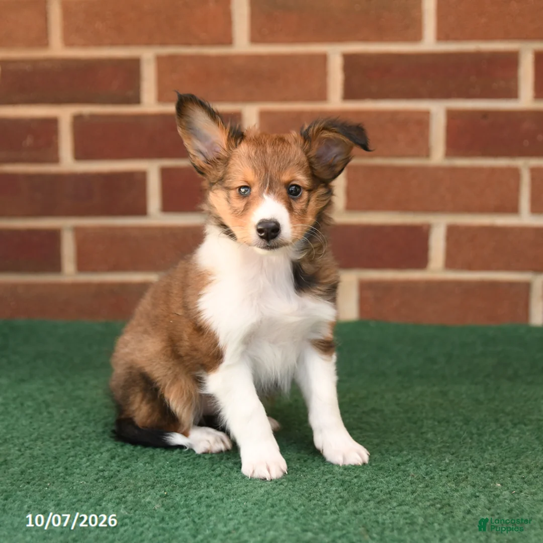 Shetland Sheepdog dogs for sale: Hazel - Ad 2