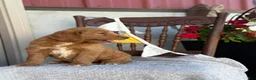 Goldendoodle dogs for sale: Chip - Ad 4