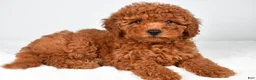 Miniature Poodle dogs for sale: Mia - Ad 6