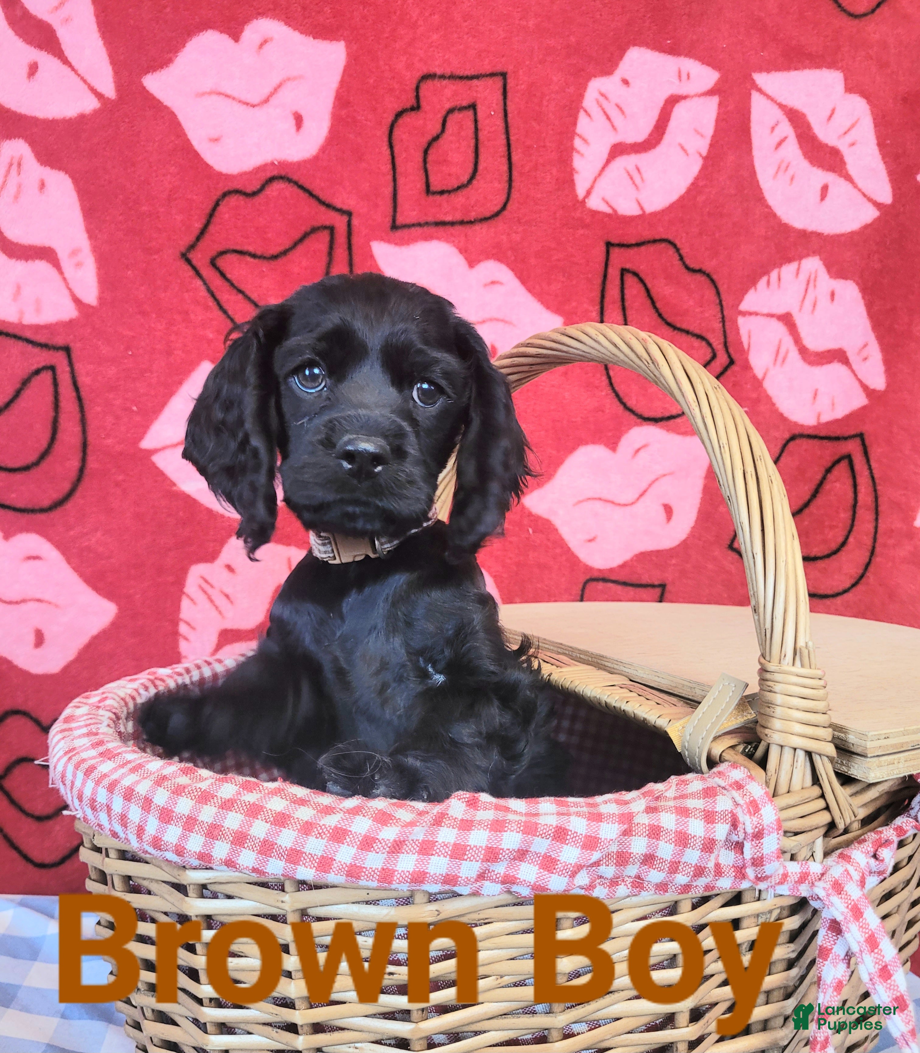 Cockapoo dogs Brown Boy  - Ad 22