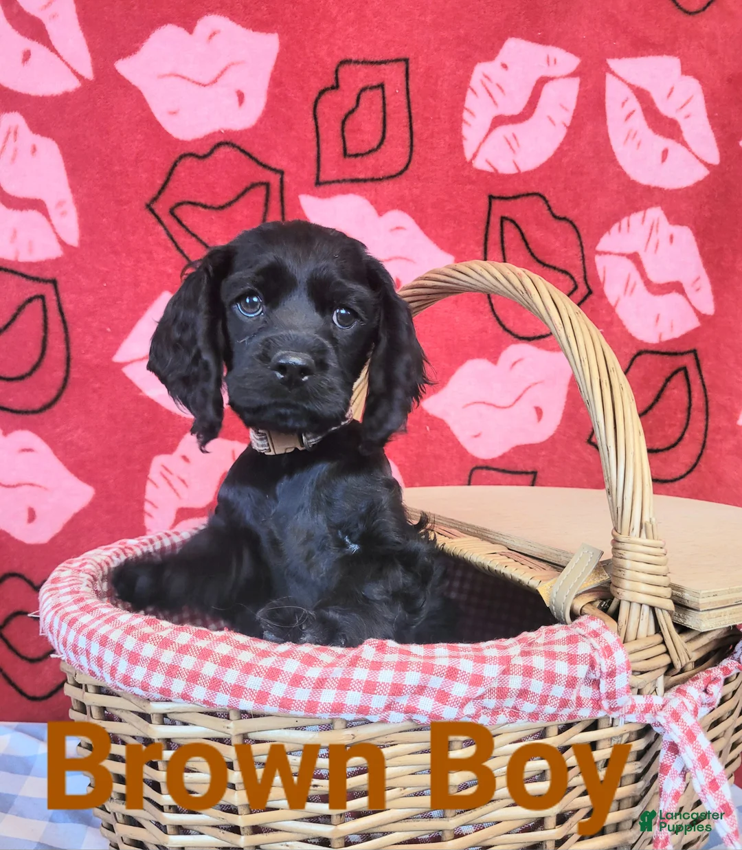 Cockapoo dogs for sale: Brown Boy  - Ad 2