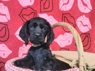 Cockapoo dogs Brown Boy - Ad 16