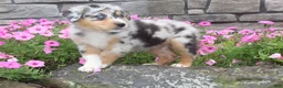 Australian Shepherd dogs for sale: Pebbles - Ad 3