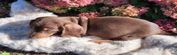 Miniature Dachshund dogs for sale: Cocoa - Ad 7