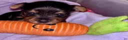 Yorkshire Terrier dogs for sale: Tiny Yorkie male - Ad 1