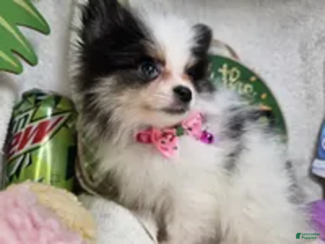 Pomeranian dogs for sale: Iryss the Princess [ 5 lb Party] - Ad 1