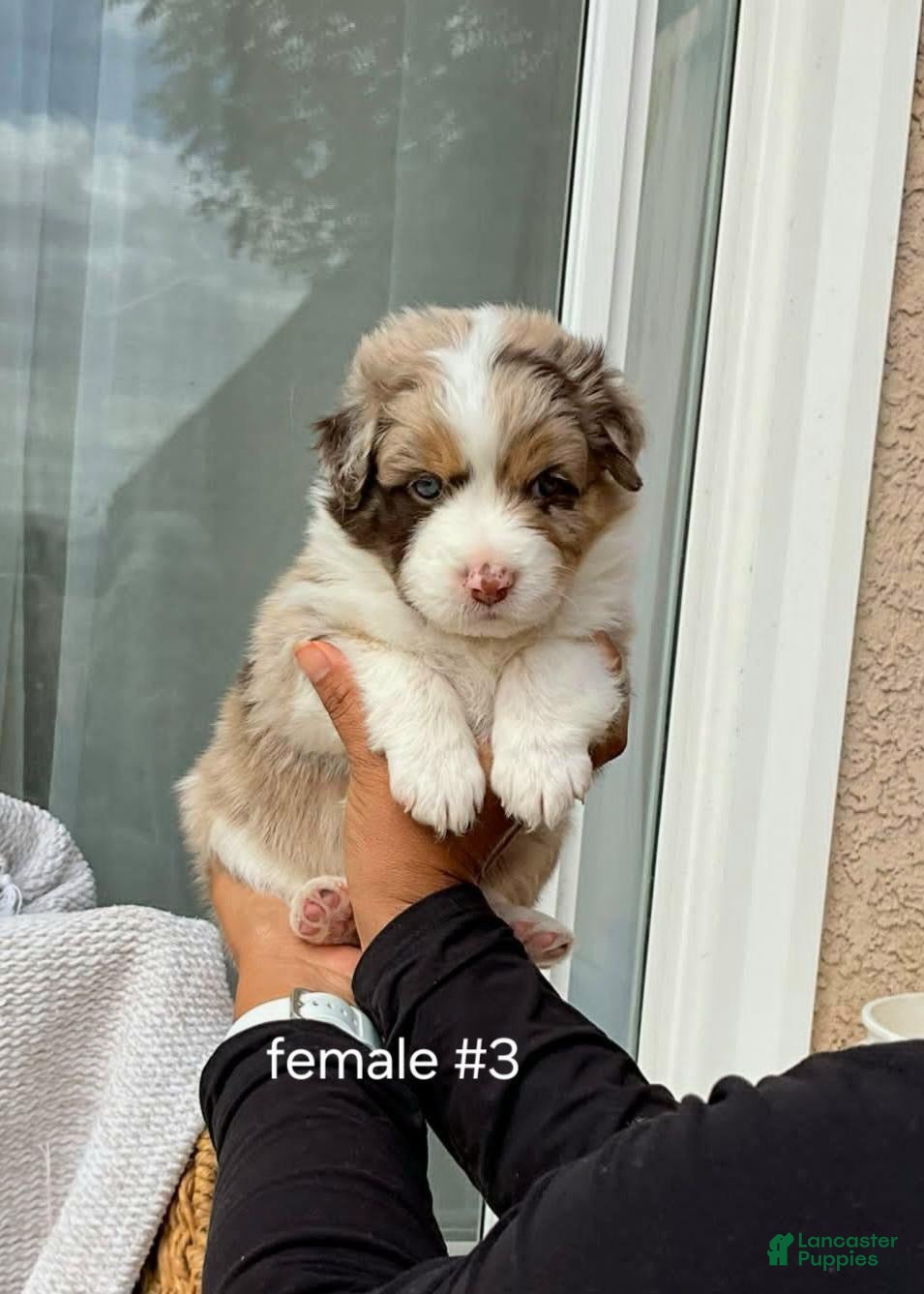 Australian Shepherd dogs Female #3 Beautiful Red Merle Australian Shepherd  - Ad 22