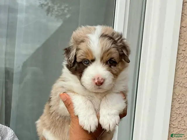 Australian Shepherd dogs Female #3 Beautiful Red Merle Australian Shepherd - Ad 22