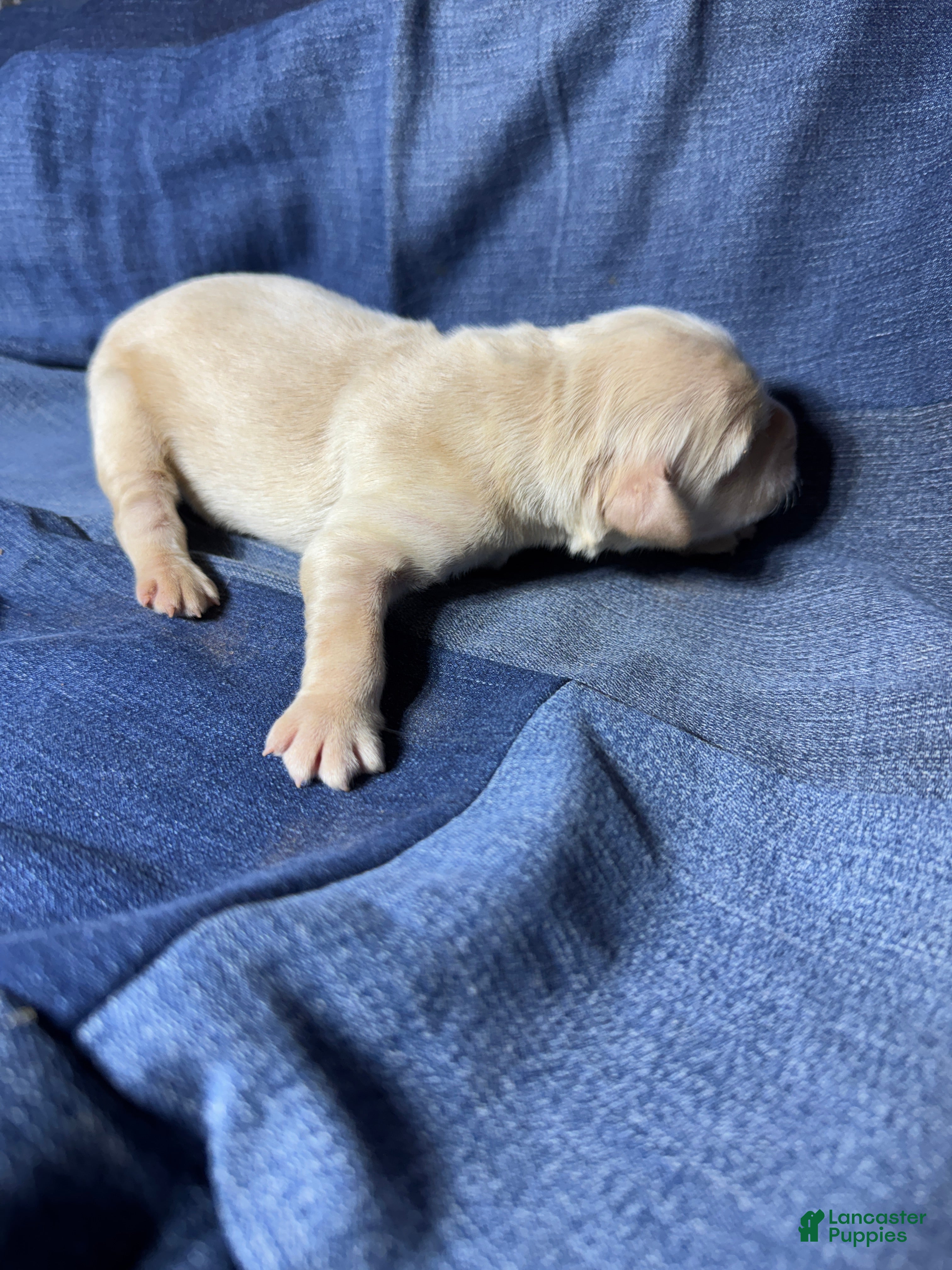 Golden Retriever dogs Ali - AKC, Genetically Clear - Ad 16