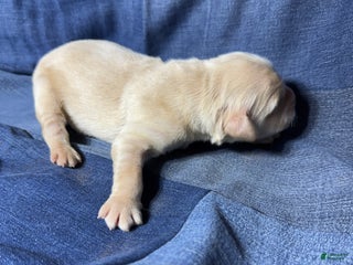 Golden Retriever dogs Ali - AKC, Genetically Clear - Ad 12